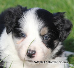 Black and white FEMALE border collie puppy